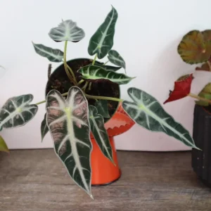 Alocasia Bambino Live Plant – 4 Inch Nursery Pot – Dwarf Jewel Alocasia Indoor Plant - Image 1