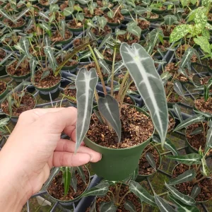 Alocasia Bambino Live Plant – 4 Inch Nursery Pot – Dwarf Jewel Alocasia Indoor Plant - Image 8