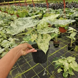 Alocasia Blizzard Live Tropical Plant – 4 or 6 Inch Nursery Pot – Indoor Houseplant - Image 2