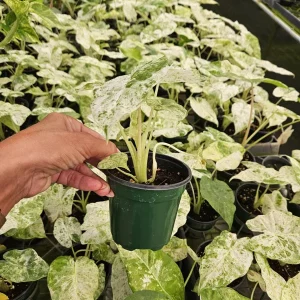 Alocasia Blizzard Live Tropical Plant – 4 or 6 Inch Nursery Pot – Indoor Houseplant - Image 4