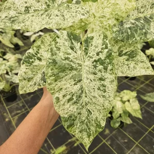 Alocasia Blizzard Live Tropical Plant – 4 or 6 Inch Nursery Pot – Indoor Houseplant - Image 1