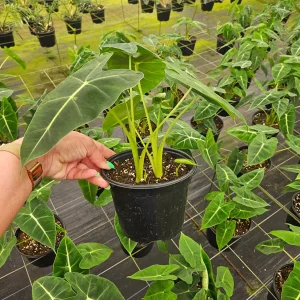 Alocasia Frydek Live Plant – Rare Tropical Houseplant – 4 or 6 Inch Pot – Indoor - Image 2