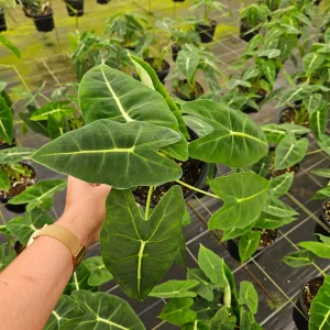 Alocasia Frydek Live Plant – Rare Tropical Houseplant – 4 or 6 Inch Pot – Indoor - Image 3