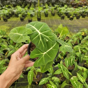 Alocasia Frydek Live Plant – Rare Tropical Houseplant – 4 or 6 Inch Pot – Indoor - Image 4
