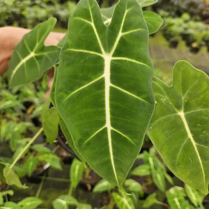 Alocasia Frydek Live Plant – Rare Tropical Houseplant – 4 or 6 Inch Pot – Indoor - Image 5