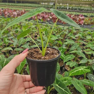 Alocasia Frydek Live Plant – Rare Tropical Houseplant – 4 or 6 Inch Pot – Indoor - Image 6