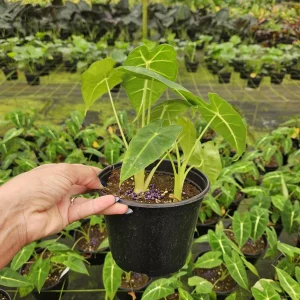 Alocasia Frydek Live Plant – Rare Tropical Houseplant – 4 or 6 Inch Pot – Indoor - Image 7