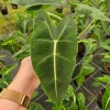 Alocasia Frydek Live Plant – Rare Tropical Houseplant – 4 or 6 Inch Pot – Indoor - Image 1