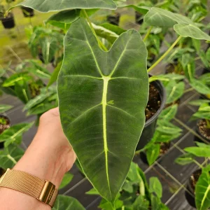 Alocasia Frydek Live Plant – Rare Tropical Houseplant – 4 or 6 Inch Pot – Indoor - Image 1