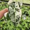 Alocasia Frydek Variegated Live Plant - Rare Tropical Houseplant - 4 or 6 Inch Pot - Image 1