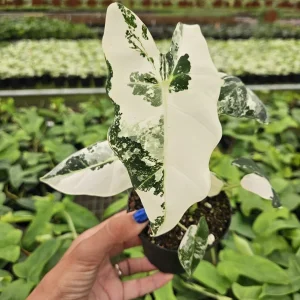 Alocasia Frydek Variegated Live Plant - Rare Tropical Houseplant - 4 or 6 Inch Pot - Image 2