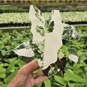 Alocasia Frydek Variegated Live Plant - Rare Tropical Houseplant - 4 or 6 Inch Pot - Image 3