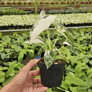 Alocasia Frydek Variegated Live Plant - Rare Tropical Houseplant - 4 or 6 Inch Pot - Image 4