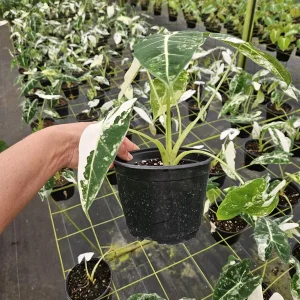 Alocasia Frydek Variegated Live Plant - Rare Tropical Houseplant - 4 or 6 Inch Pot - Image 6