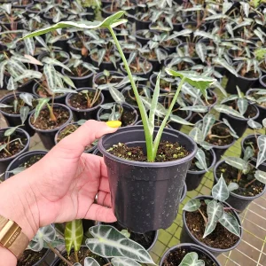 Alocasia Mickey Mouse Live Plant - 4 Inch Nursery Pot - Indoor Houseplant - Image 2