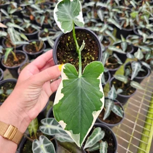 Alocasia Mickey Mouse Live Plant - 4 Inch Nursery Pot - Indoor Houseplant - Image 3