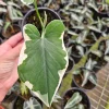 Alocasia Mickey Mouse Live Plant - 4 Inch Nursery Pot - Indoor Houseplant - Image 1