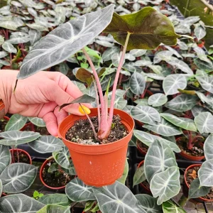 Alocasia Pink Dragon Live Plant – 4 Inch Pot – Indoor Tropical Houseplant - Image 2