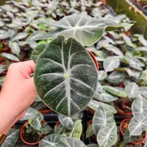 Alocasia Pink Dragon Live Plant – 4 Inch Pot – Indoor Houseplant - Image 3