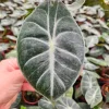 Alocasia Pink Dragon Live Plant – 4 Inch Pot – Indoor Tropical Houseplant - Image 1