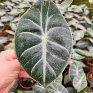 Alocasia Pink Dragon Live Plant – 4 Inch Pot – Indoor Tropical Houseplant - Image 1