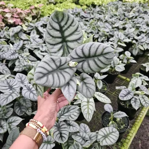 Alocasia Silver Dragon Live Plant – Potted Houseplant 6 Inch Pot – Indoor Exotic Foliage - Image 2