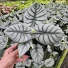 Alocasia Silver Dragon Live Plant – Potted Houseplant 6 Inch Pot – Indoor Exotic Foliage - Image 1