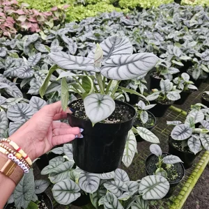 Alocasia Silver Dragon Live Plant – Potted Houseplant 6 Inch Pot – Indoor Exotic Foliage - Image 3