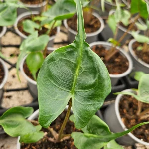 Alocasia Stingray Live Plant - 4 Inch Pot - Unique Indoor Tropical Foliage - Image 1