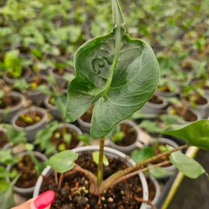 Alocasia Stingray Live Plant - 4 Inch Pot - Unique Indoor Tropical Foliage - Image 2