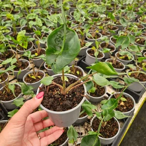 Alocasia Stingray Live Plant - Alocasia Macrorrhiza - 4 Inch Pot Indoor Tropical Houseplant - Image 3