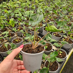 Alocasia Stingray Live Plant - Alocasia Macrorrhiza - 4 Inch Pot Indoor Tropical Houseplant - Image 4