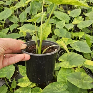 Alocasia Variegated Odora Live Plant - Rare Tropical Houseplant, 4 Inch Pot - Image 2
