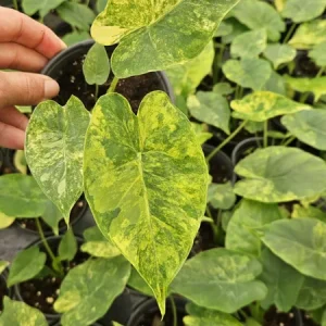 Alocasia Variegated Odora Live Plant - Rare Tropical Houseplant, 4 Inch Pot - Image 3