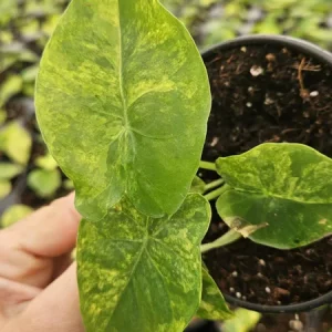 Alocasia Variegated Odora Live Plant - Rare Tropical Houseplant, 4 Inch Pot - Image 4