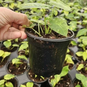 Alocasia Variegated Odora Live Plant - Rare Tropical Houseplant, 4 Inch Pot - Image 6