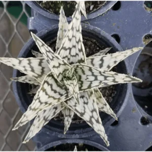 Aloe Blizzard Live Plant – Dwarf Succulent Aloe Vera – 4 inch Pot - Image 1