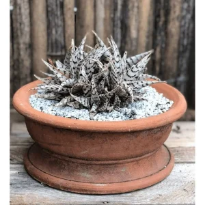 Aloe Blizzard Live Plant – Dwarf Succulent Aloe Vera – 4 inch Pot - Image 2