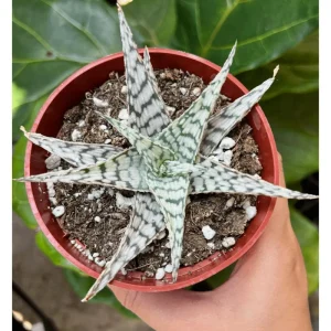 Aloe Blizzard Live Plant – Dwarf Succulent Aloe Vera – 4 inch Pot - Image 3