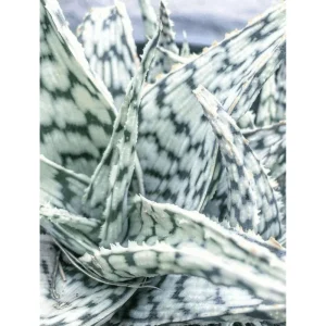 Aloe Blizzard Live Plant – Dwarf Succulent Aloe Vera – 4 inch Pot - Image 4