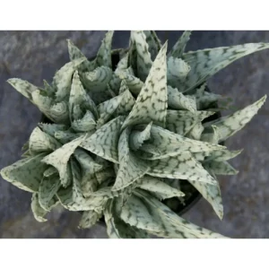 Aloe Blizzard Live Plant – Dwarf Succulent Aloe Vera – 4 inch Pot - Image 5