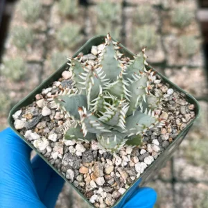 Aloe Erinacea Live Plant - Hedgehog Aloe Succulent in 4 Inch Pot - Image 2