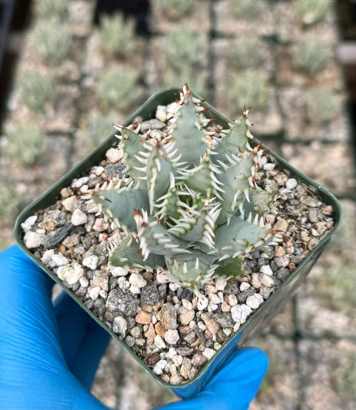 Aloe Erinacea Live Plant - Hedgehog Aloe Succulent in 4 Inch Pot - Image 2