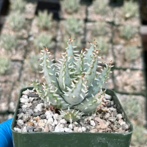 Aloe Erinacea Live Plant - Hedgehog Aloe Succulent in 4 Inch Pot - Image 3
