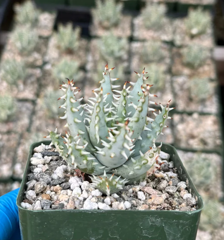 Aloe Erinacea Live Plant - Hedgehog Aloe Succulent in 4 Inch Pot - Image 3