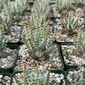 Aloe Erinacea Live Plant - Hedgehog Aloe Succulent in 4 Inch Pot - Image 4