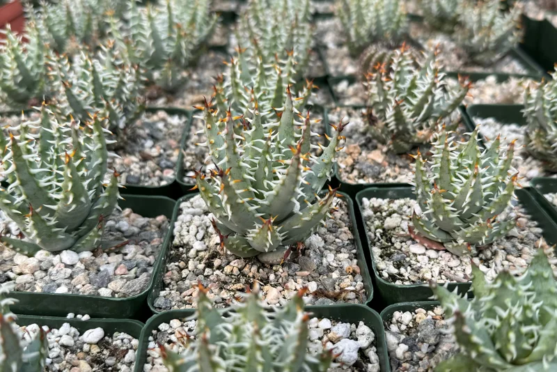 Aloe Erinacea Live Plant - Hedgehog Aloe Succulent in 4 Inch Pot - Image 4