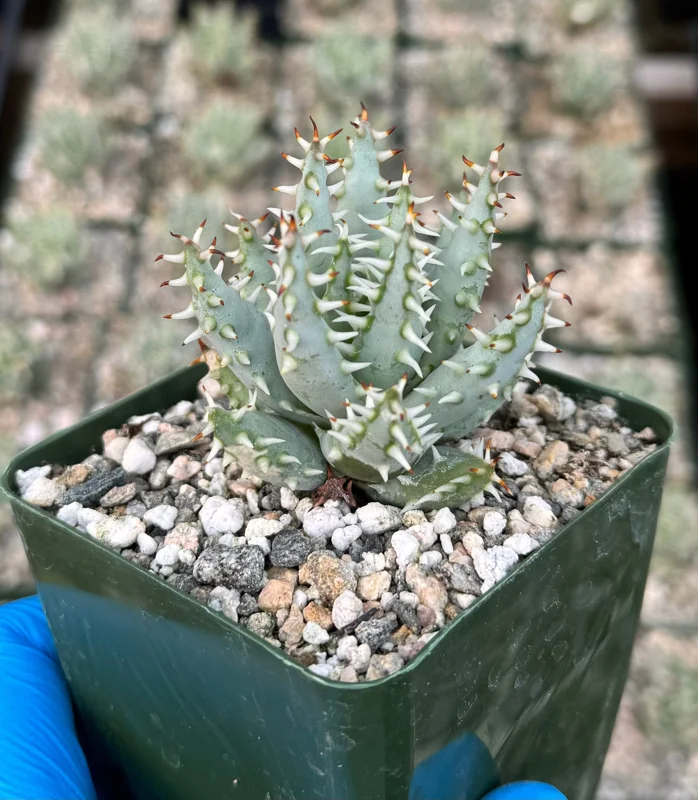 Aloe Erinacea Live Plant - Hedgehog Aloe Succulent in 4 Inch Pot - Image 1