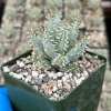 Aloe Erinacea Live Plant – Rare Hedgehog Mountain Aloe in 4 Inch Pot - Image 1