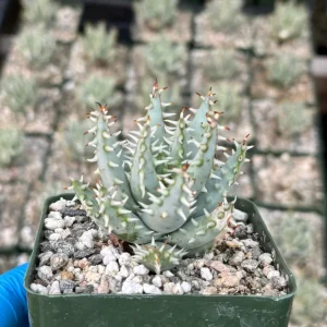 Aloe Erinacea Live Plant – Rare Hedgehog Mountain Aloe in 4 Inch Pot - Image 3